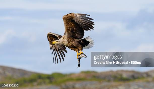 white tailed eagle midair holding fish - bj* stuedal stock pictures, royalty-free photos & images