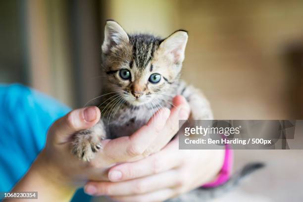 kitten in humans hands - kitten stock pictures, royalty-free photos & images