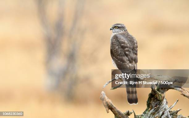 eurasian sparrow hawk perching on branch - stuedal stock pictures, royalty-free photos & images