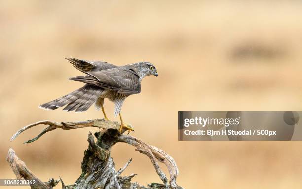 side view of eurasian sparrowhawk perching on branch - bj* stuedal fotografías e imágenes de stock