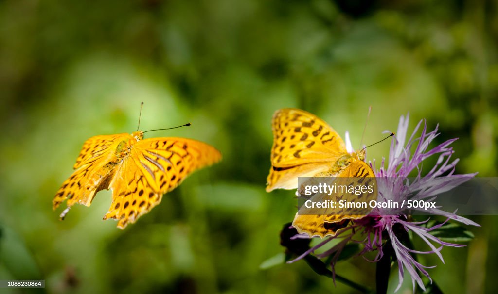 Close up of two silver-washed fritillary (Argynnis paphia)