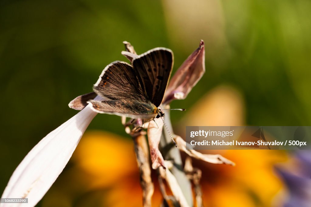 Butterfly on flower
