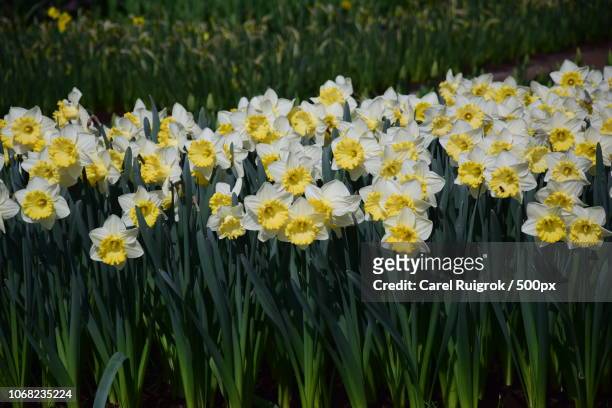 field full of daffodils - lily family photos et images de collection