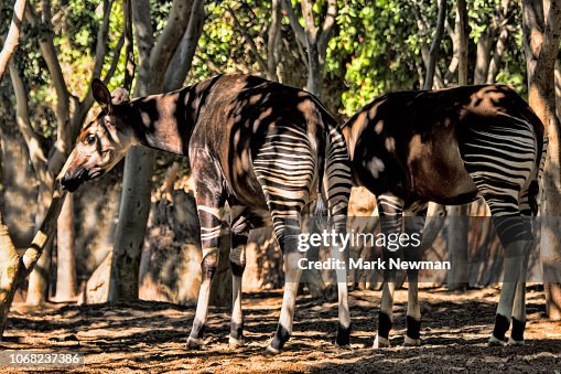 Okapi Okapi
