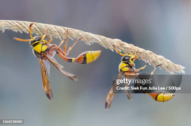 close up of two hornets (vespa) standing on spike - hornets stock pictures, royalty-free photos & images