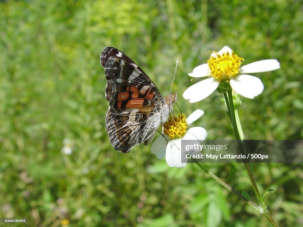 Butterfly on flower head