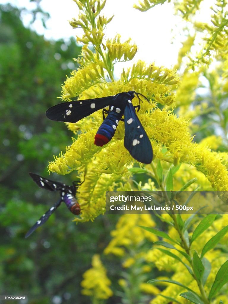Two of dragonfly on plant