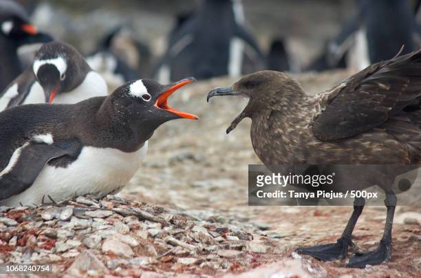 ushuaia, argentina - brown skua stock pictures, royalty-free photos & images