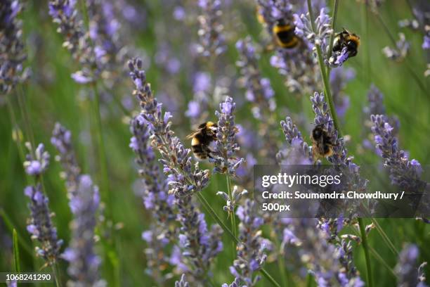 bumblebees feeding on blooming lavenders - bumblebee fotografías e imágenes de stock