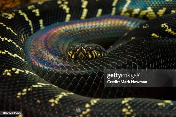 Bowlans Python 12 Boelens Python Stock Photos, High-Res Pictures, and Images - Getty ...
