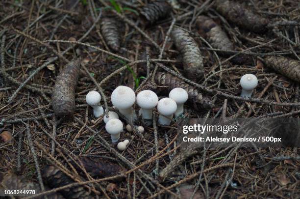 puffballs in forest (lycoperdon) - denisov stock pictures, royalty-free photos & images