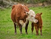 Momma Cow and Calf Sharing a Nuzzle