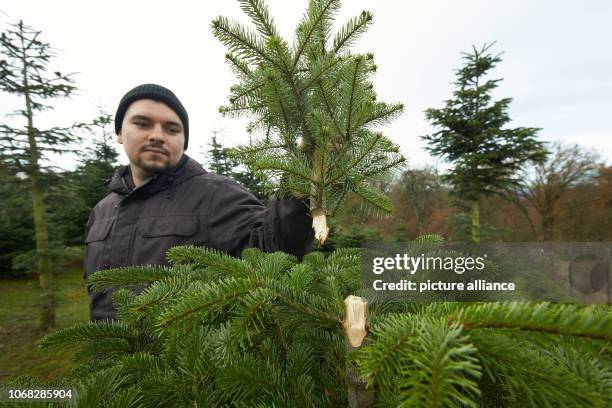 December 2018, Rhineland-Palatinate, Nörtsershause: Sideline farmer Alexander Bauer stands in his Christmas tree plantation and holds up the severed...