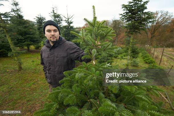 December 2018, Rhineland-Palatinate, Nörtsershause: Sideline farmer Alexander Bauer stands in his Christmas tree plantation and holds up the severed...