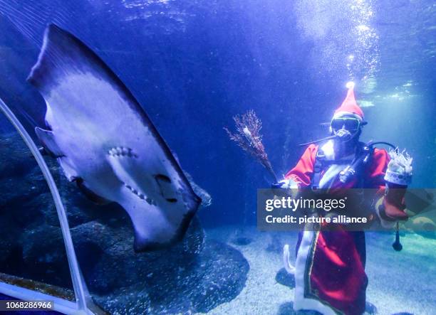 December 2018, Berlin: Head aquarist Martin Hansel feeds the fish at Sea Life in Berlin in a Santa Claus costume in the Atlantic basin. The food...