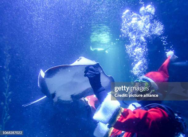 December 2018, Berlin: Head aquarist Martin Hansel feeds the fish at Sea Life in Berlin in a Santa Claus costume in the Atlantic basin. The food...