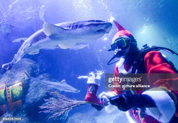 December 2018, Berlin: Head aquarist Martin Hansel feeds the fish at Sea Life in Berlin in a Santa Claus costume in the Atlantic basin. The food...