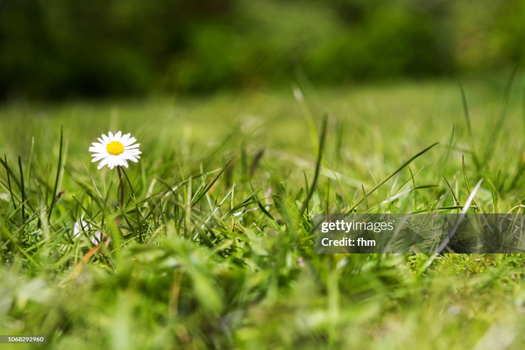 Daisy in a lawn