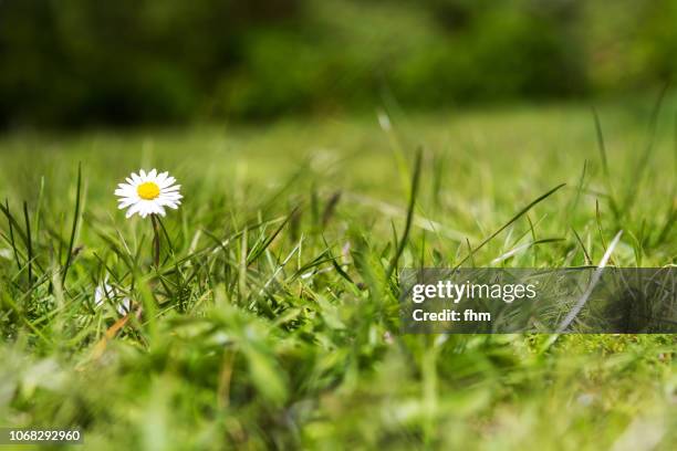 daisy in a lawn - fiore singolo foto e immagini stock