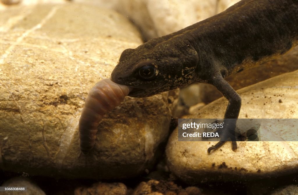 Great crested newt, Italy