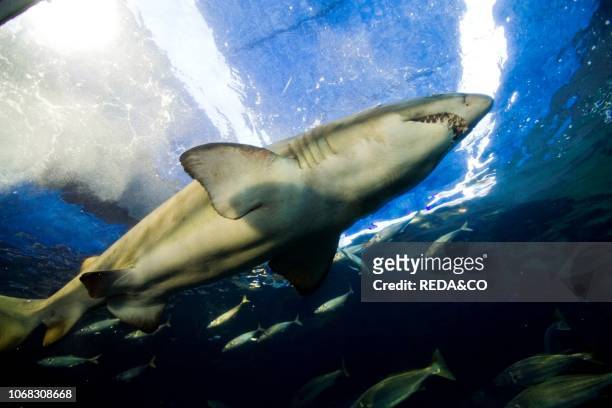 Grey nurse shark, Two Oceans Sea Aquarium, Victoria & Alfred Waterfront, Cape Town, South Africa, Africa.