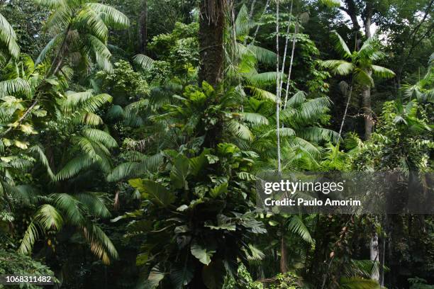 amazon forest in the heart of the city of belém,brazil - südamerika stock-fotos und bilder