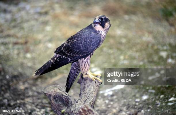 Peregrine falcon, Italy.