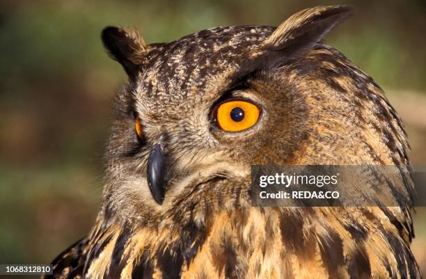 Eurasian eagle-owl, Italy.