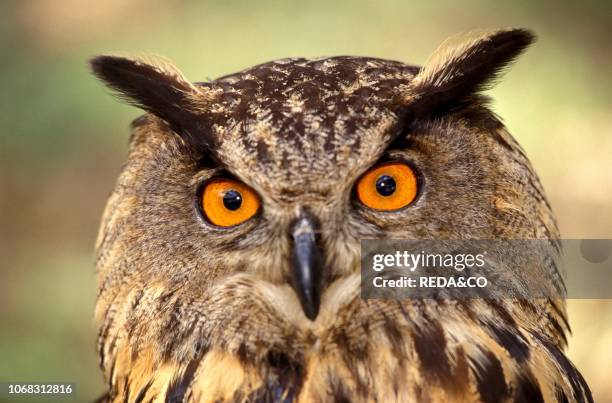 Eurasian eagle-owl, Italy.