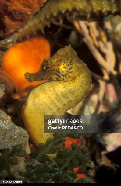 Short-snouted seahorse, Italy.