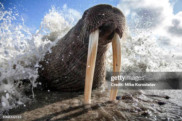 walrus (odobenus rosmarus) - schnurrhaar stock-fotos und bilder