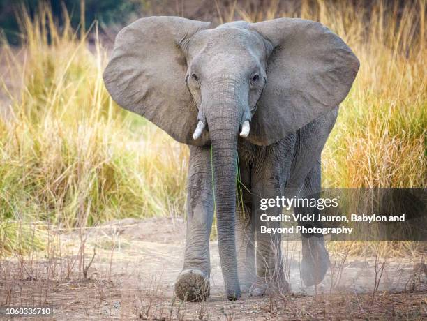 elephant walking with dust at mana pools national park, zimbabwe - elephant foot stock pictures, royalty-free photos & images