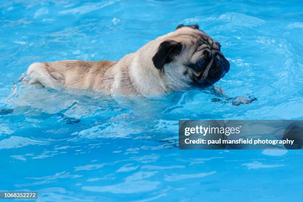 pug in swimming pool - dog swimming stock pictures, royalty-free photos & images