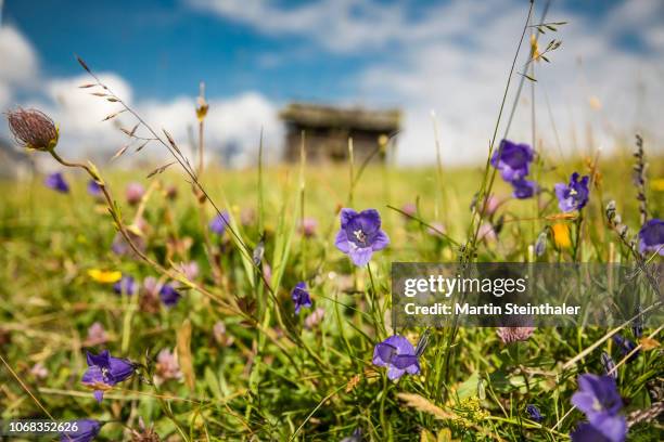 blumenwiese auf einer alm im nationalpark hohe tauern - carinthia stock-fotos und bilder