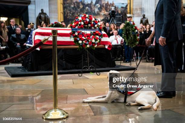 George Busch Labrador Sully George Bush Photos and Premium High Res Pictures - Getty Images