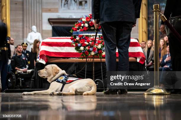 George Busch Labrador Sully George Bush Photos and Premium High Res Pictures - Getty Images
