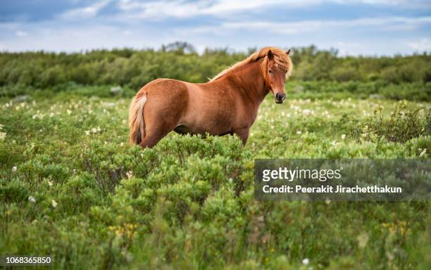 icelandic horse - beautiful horse stock pictures, royalty-free photos & images
