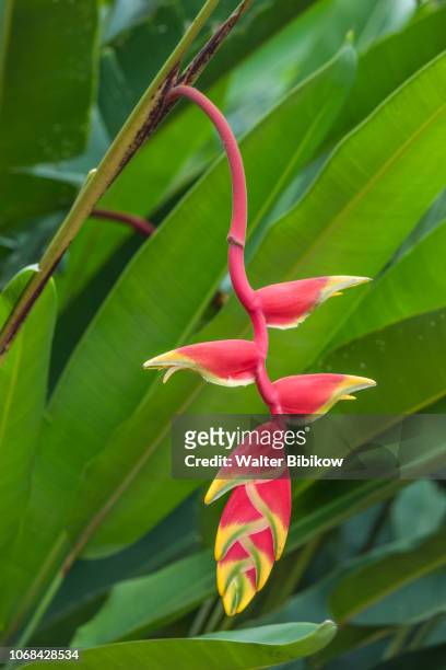 laos, sainyabuli, heliconia - hawaiian heliconia stock pictures, royalty-free photos & images