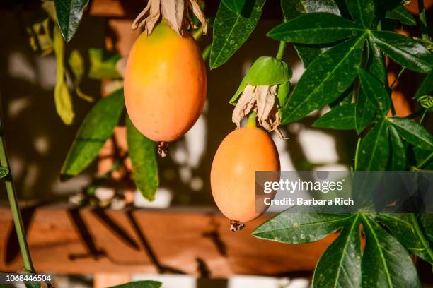 ripe passion fruit hanging from a passion flower vine which is host plant to the gulf fritillary butterfly - passion fruit flower images stock pictures, royalty-free photos & images