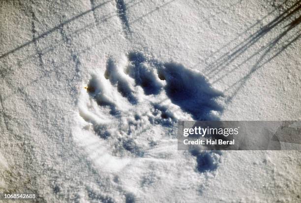 polar bear paw print - bear paw print stock pictures, royalty-free photos & images