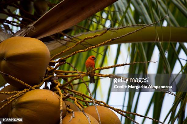 red fody, tropical bird of reunion island, on a palm tree - la reunion stock pictures, royalty-free photos & images