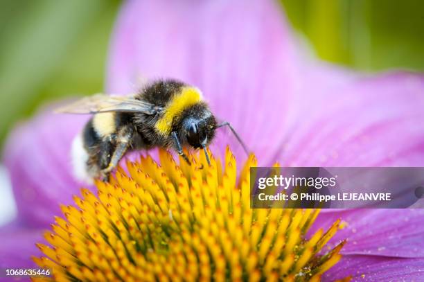 bumblebee on a purple cone flower - echinacea purpurea - east asia stock pictures, royalty-free photos & images