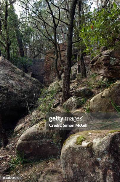 trees and rocky landscape near the summit of mount keira summit park, illawarra escarpment state conservation area, new south wales, australia - subtropical climate stock-fotos und bilder
