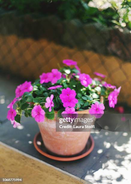 purple impatiens (jewelweed) flowering plant blooming in terracotta pot - impatiens stock pictures, royalty-free photos & images