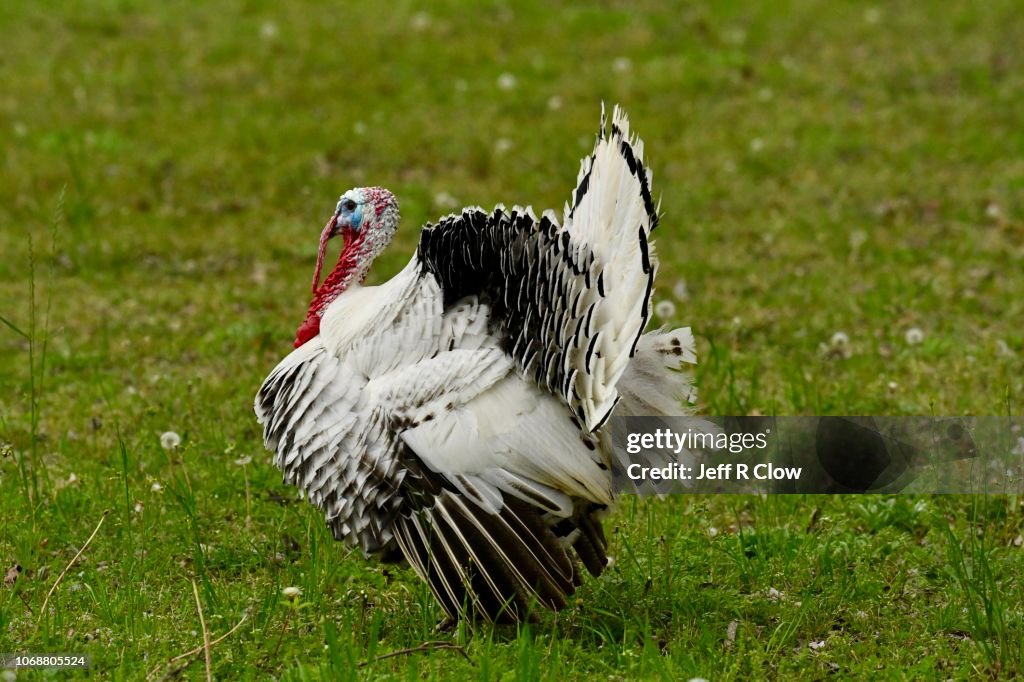 Tom turkey in Texas
