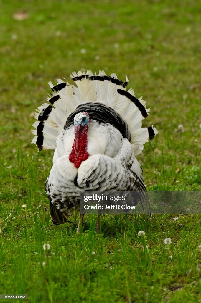Tom turkey in a grassy field