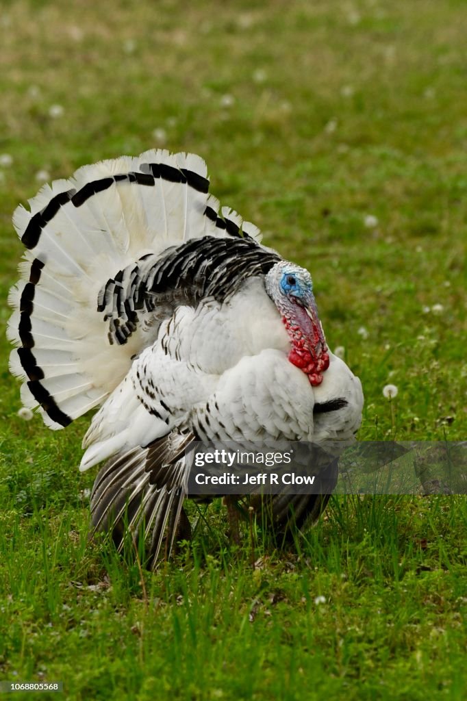 Tom turkey in a grassy field in the spring