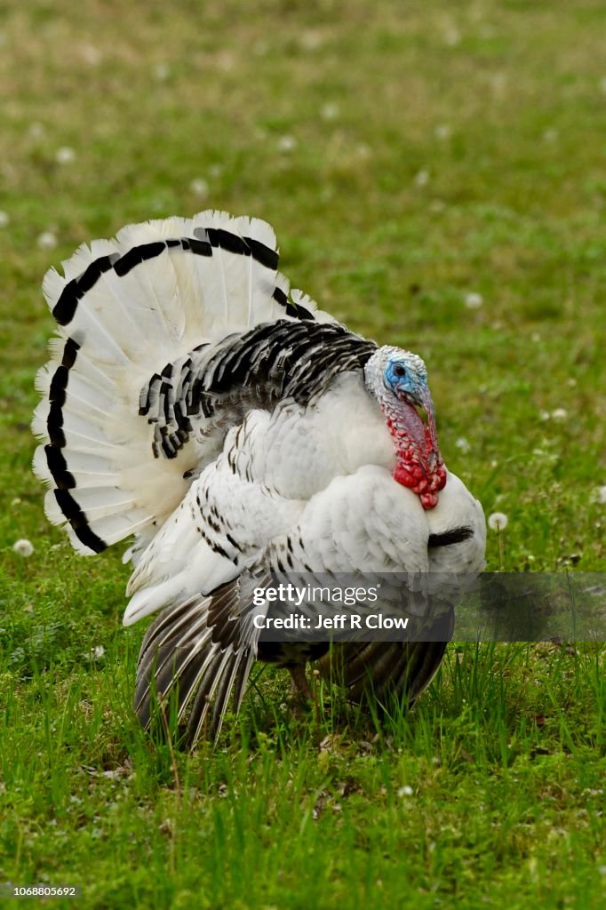 Royal Palm Turkey display in a meadow in North Texas
