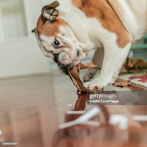 dog bite some cardboard box - morder imagens e fotografias de stock