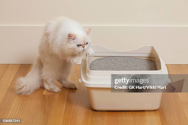 persian cat sniffing litter box - cat box foto e immagini stock